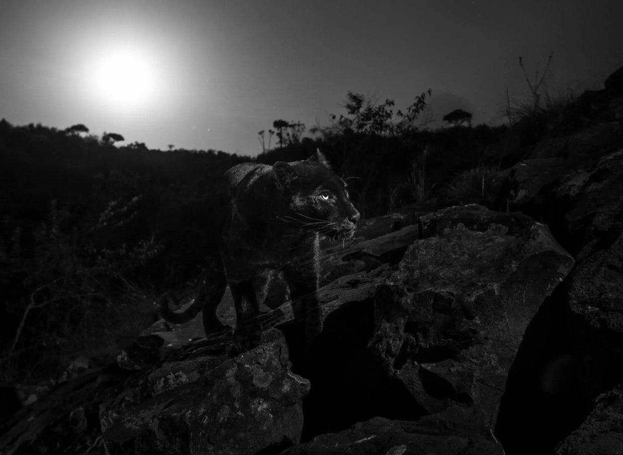 laikipia_wilderness_camp_black_leopard-1
