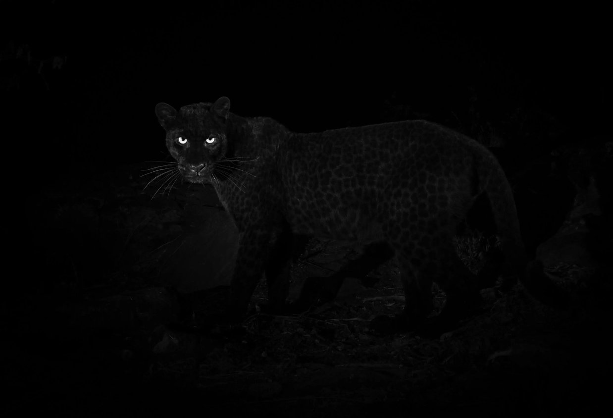 laikipia_wilderness_camp_black_leopard_3