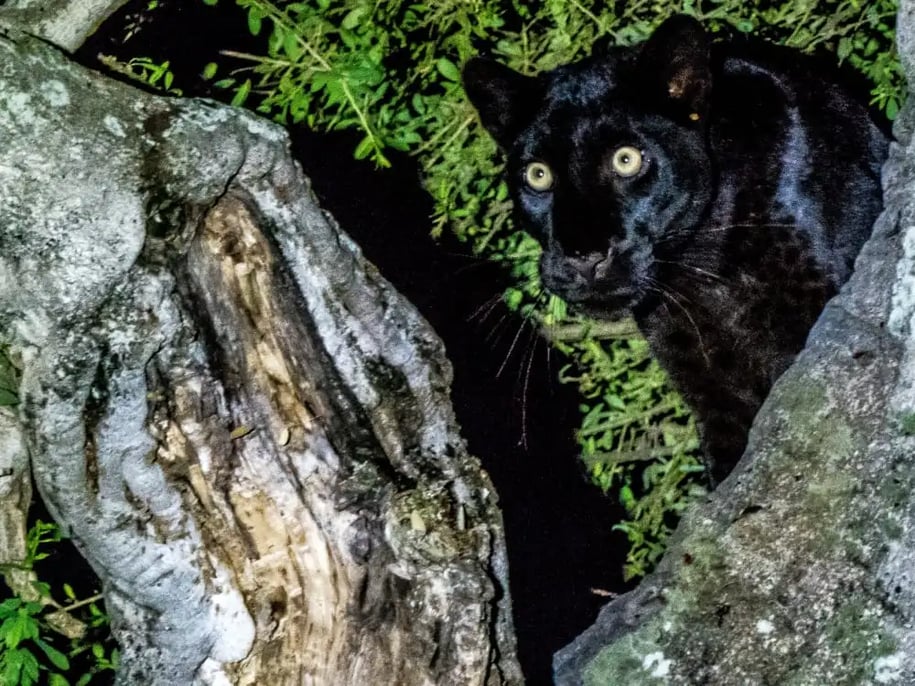laikipia_wilderness_camp_black_leopard_dan_peel_large_wd98ey