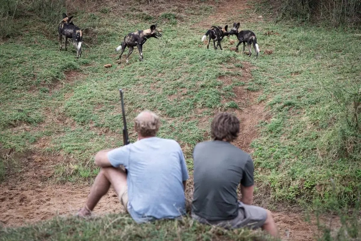laikipia_wilderness_camp_wild_dogs-3