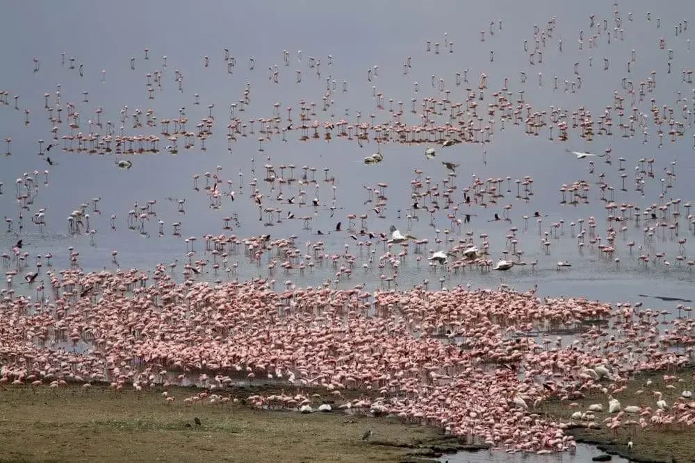 lake_manyara_bird_life_tanzania