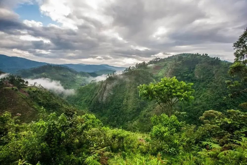 landscape_bwindi_impenetrable_forest_national_park