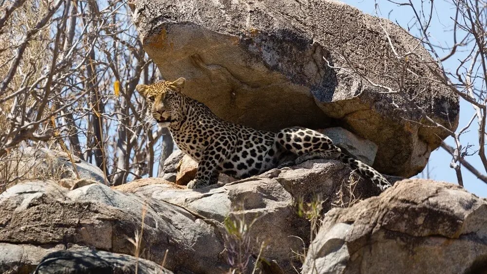 leopard_under_rock_ruaha_tanzania_east_africa_honeymoon