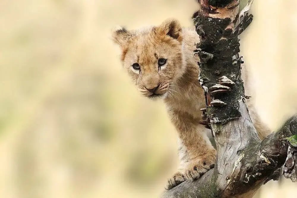 lion_cub_kenya_safari (3)
