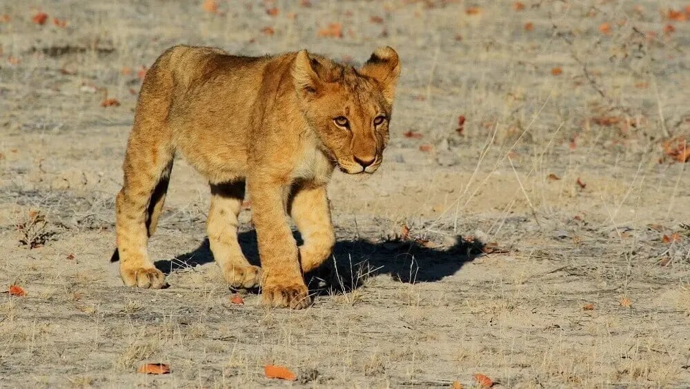 lion_cub_namibia_big_five_safari-1