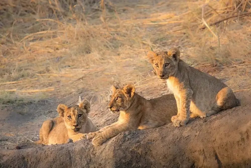 lion_cubs_ruaha_national_park
