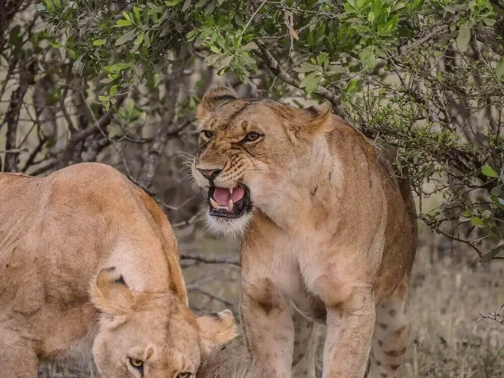 lioness-roar-masai-mara-kenya-dynasties-bbc-attenborough