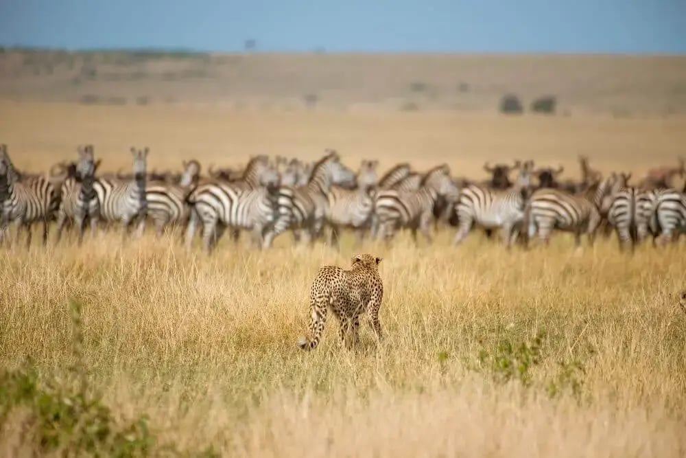 lioness_hunting_on_safari_rachel_sinclair_wildlife_photography_holidays
