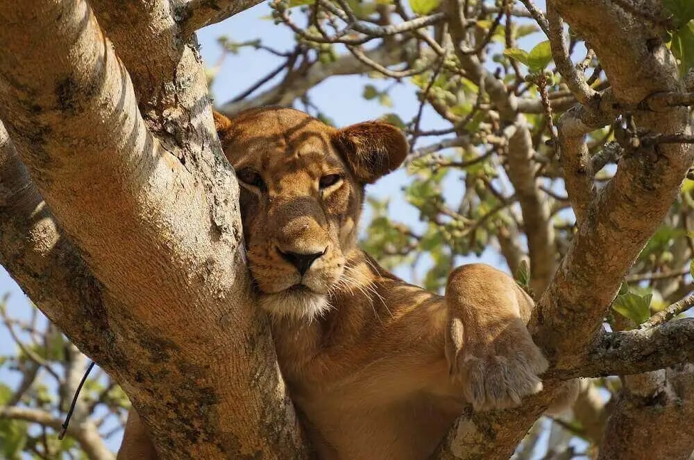 lioness_lying_in_a_tree_on_safari_in_africa