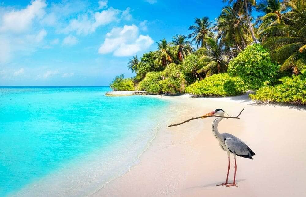 Making the Most of Your Maldives Vacation: A South African Tourist's Handbook - Sustainable Tourism Initiatives in the Maldives