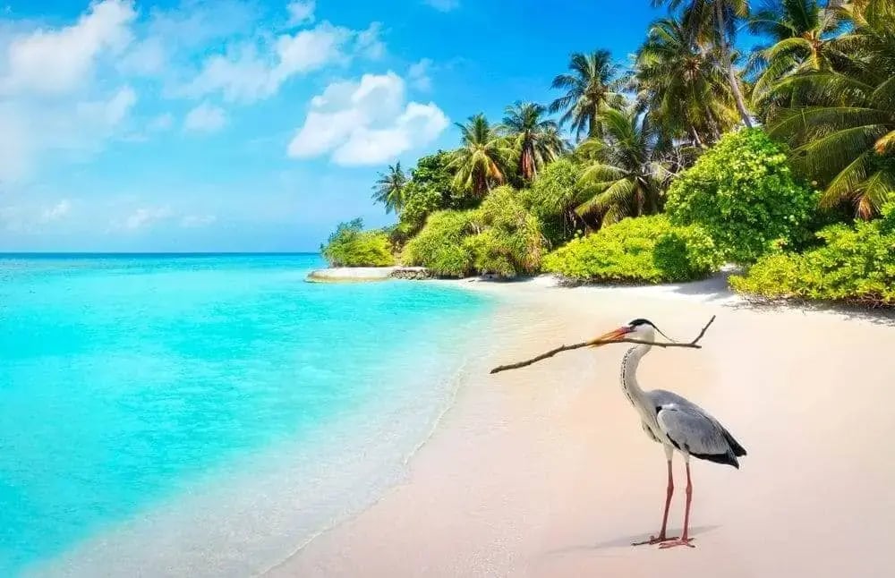 maldives_grey_heron_bird_on_the_beach-1