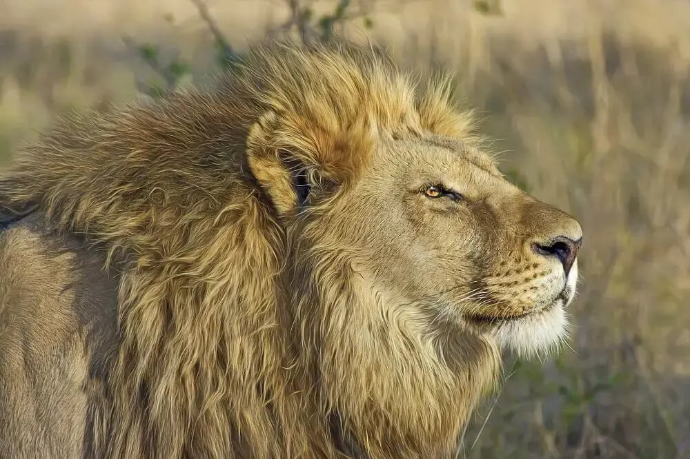male_lion_botswana_big_five_safari-1