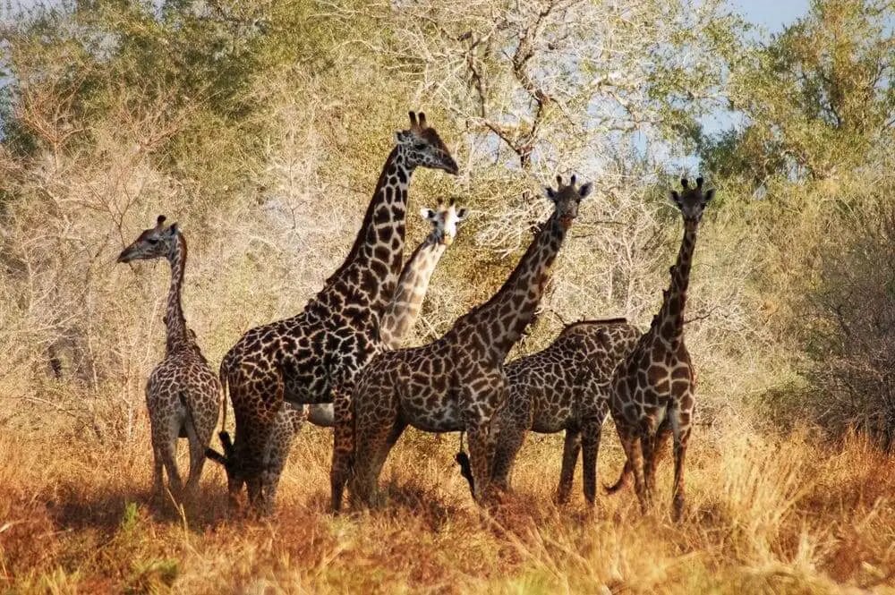 masai_giraffes_selous_national_park