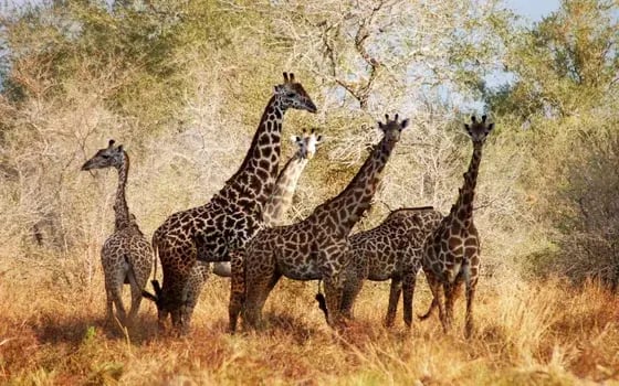 Giraffe Tanzania