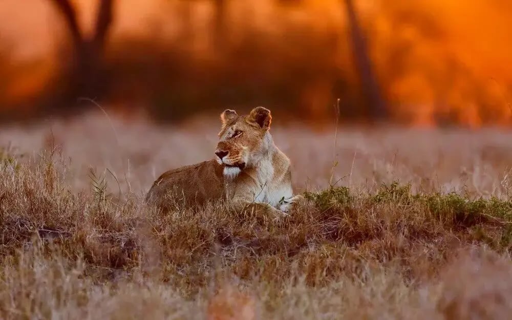 masai_mara_lioness_sunset_east_africa_honeymoon