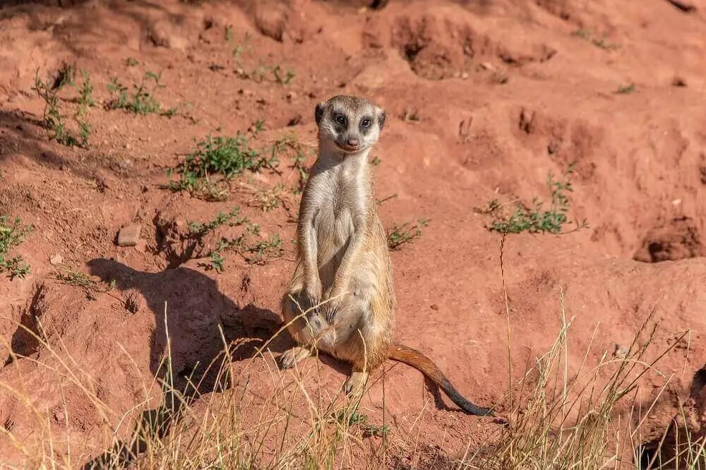 meercat_sitting_up_botswana