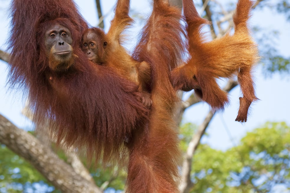 An orangutan and her baby hand from a tree branch.