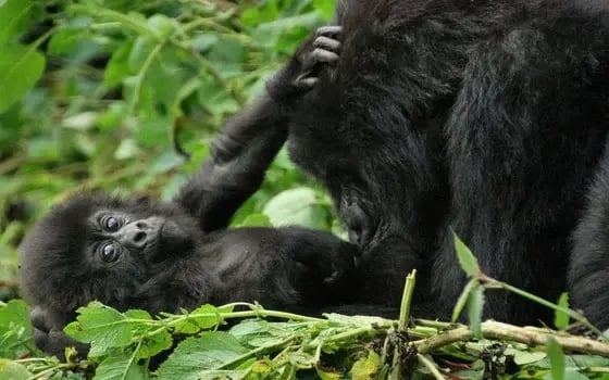 Guide to Gorilla Trekking in Rwanda