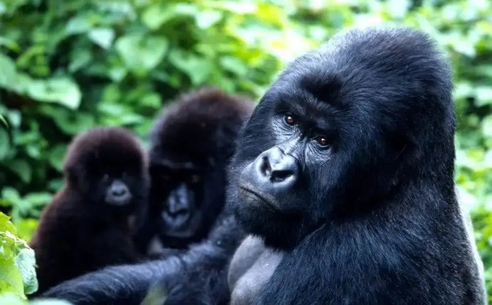 mountain_gorilla_family_rwanda