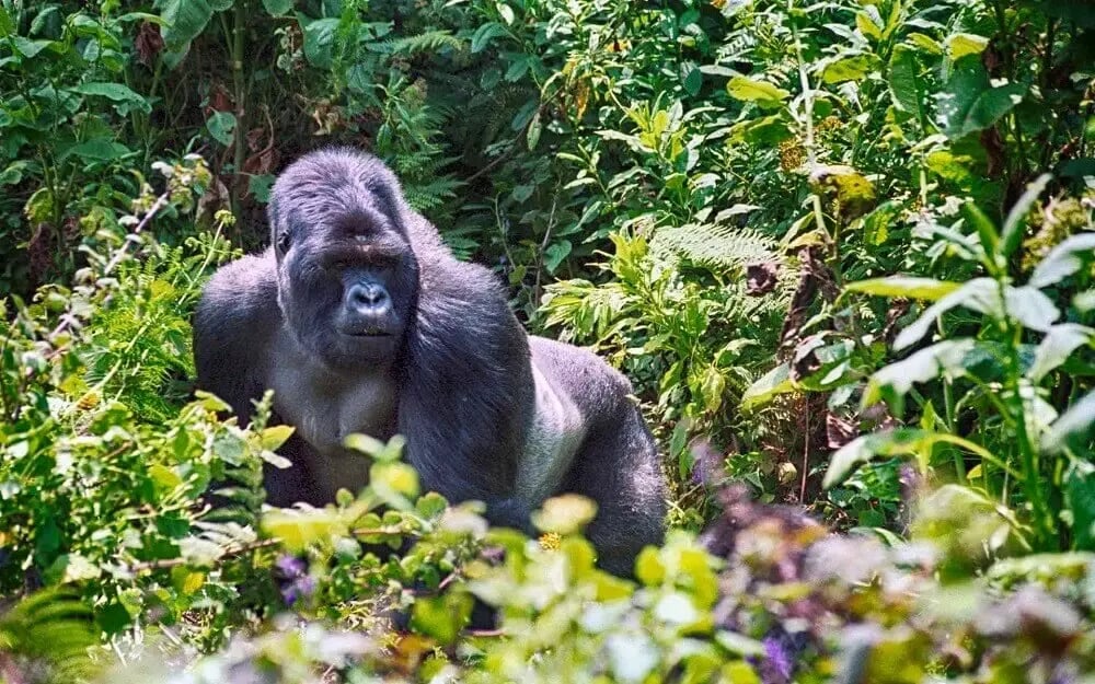 mountain_gorilla_volcano_national_park_rwanda