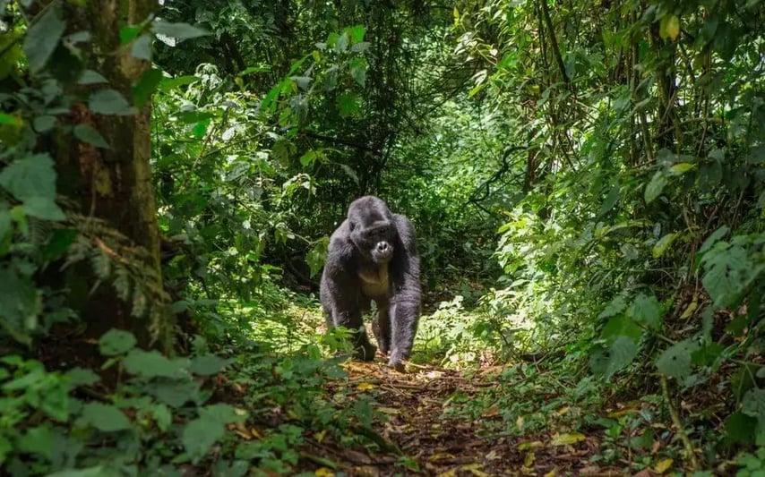 mountain_gorillas_bwindi_park