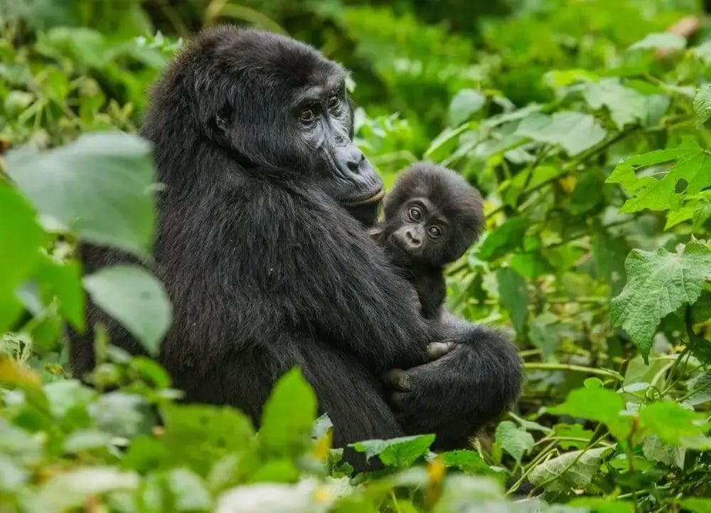 moutain_gorilla_baby_bwindi_impenetrable_forest_national_park