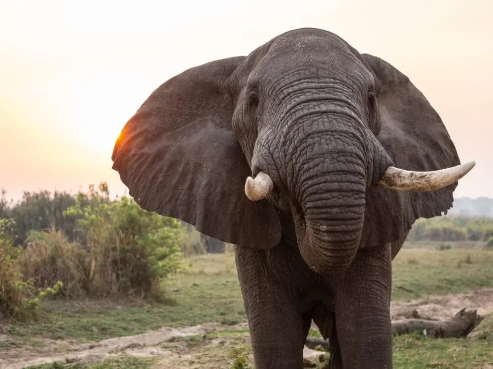 murchison_falls_elephant_sam_balye_unsplash_to3yfw-1