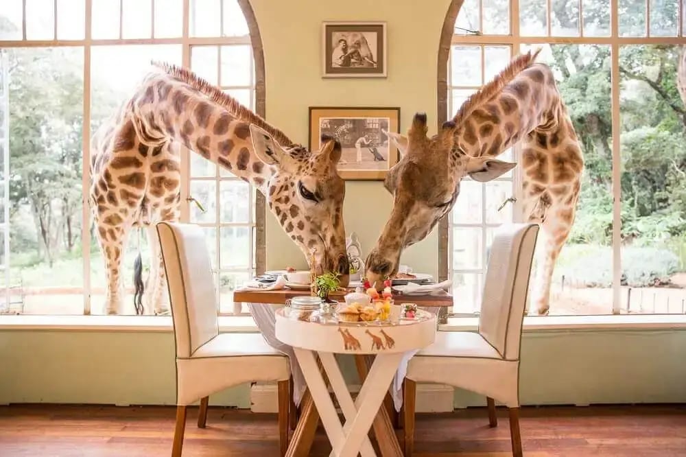 nairobi_breakfast_giraffe_manor_east_africa_honeymoon