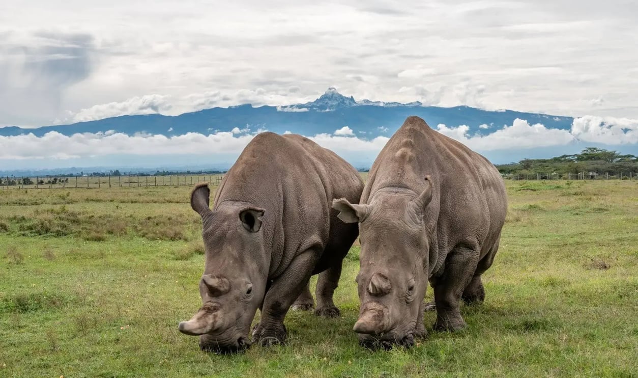 najin-and-fatu-with-mount-kenya-in-the-background-1-1