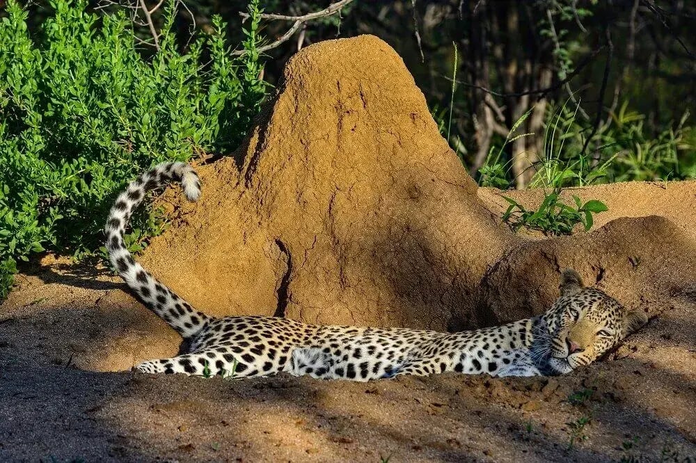 namibia_okonjima_cheetah_lying_in_shade