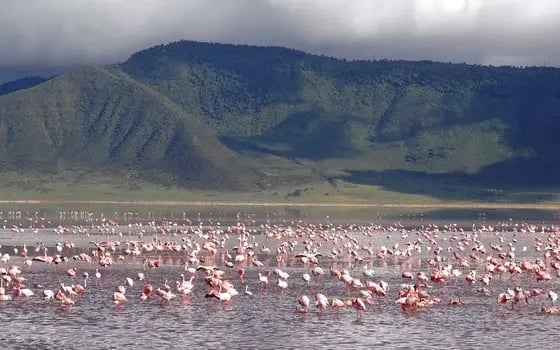 Birds