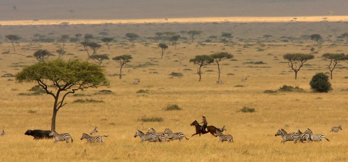 Offbeat Mara offers exciting riding safaris , shown in the image as zebras surround someone on horseback.