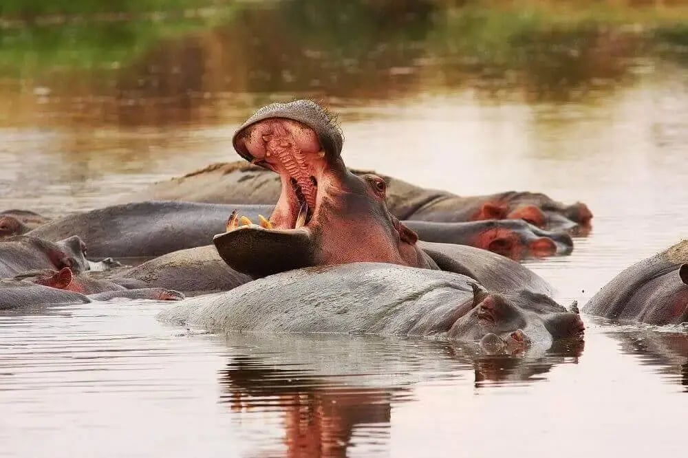 pod_of_hippos_bathing_on_safari_in_tanzania