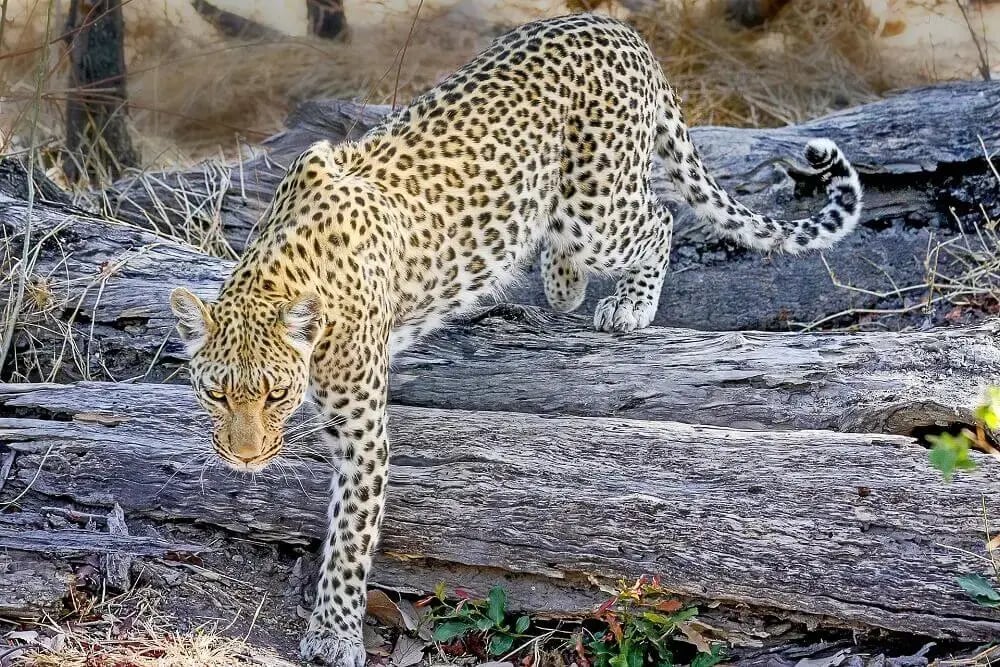 prowling_leopard_kenya_safari-1