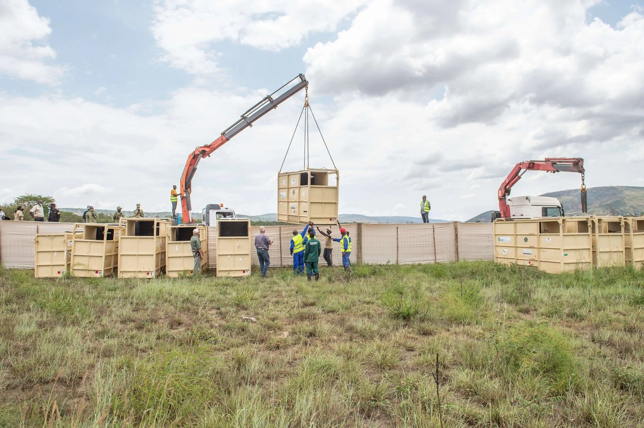 rhino-crates-offloaded-in-akagera-gael-vande-weghe-african-parks