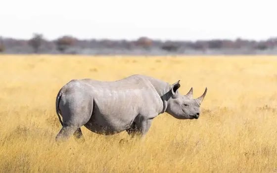 rhino