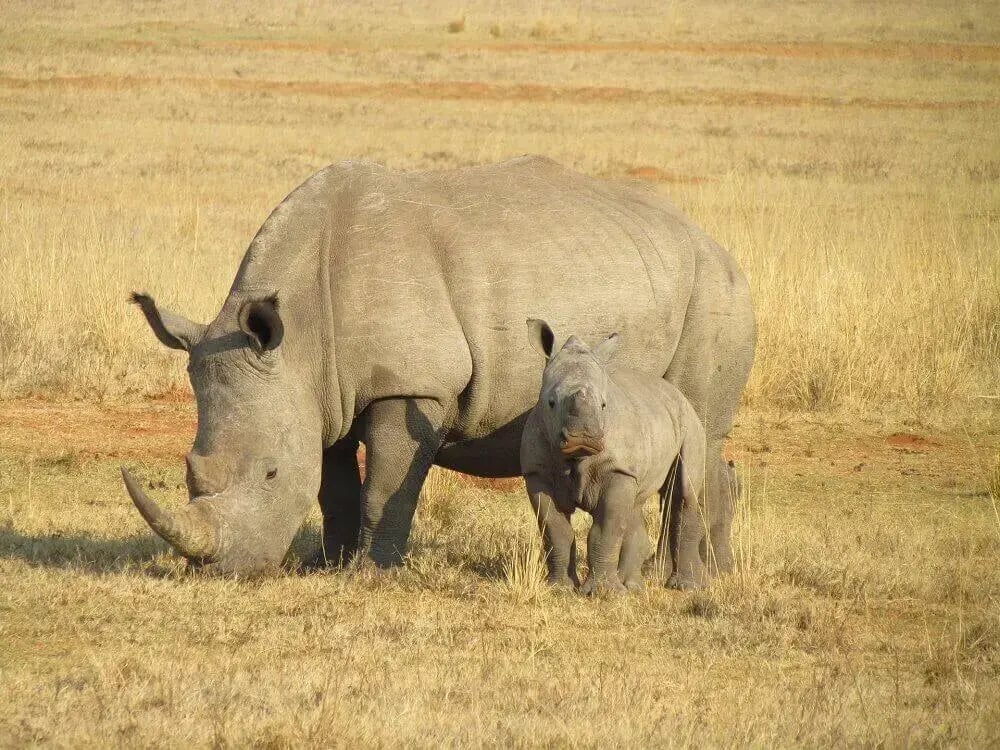 rhino_mother_and_baby_south_africa_big_five_safari-2