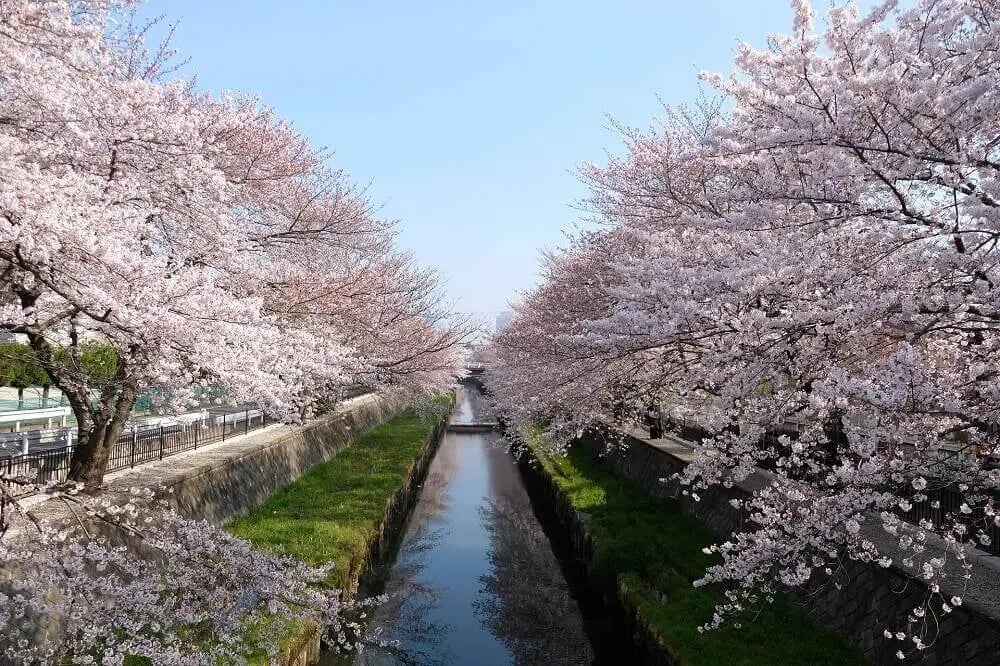 river_flanked_cherry_blossom_trees_sakura_viewing_japan
