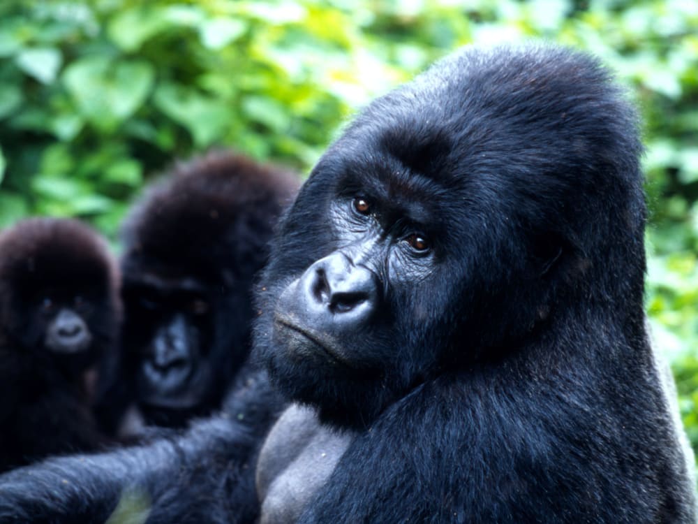 rwanda_mountain_Gorilla_-WebsiteMedium