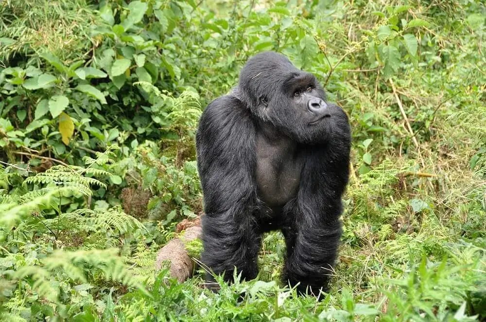 rwanda_mountain_gorilla_east_africa_honeymoon