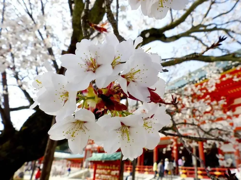 sakura_blooms_cherry_blossom_viewing_japan