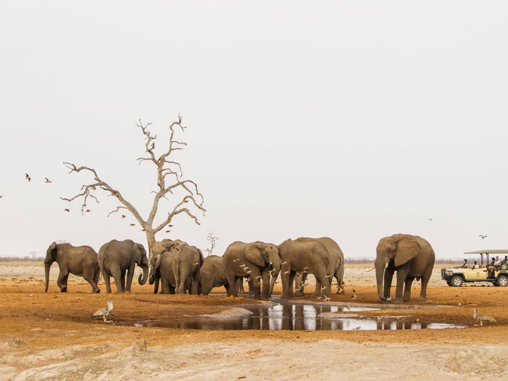 savute_safari_lodge_botswana_game_drive_tll1ya-WebsiteMedium