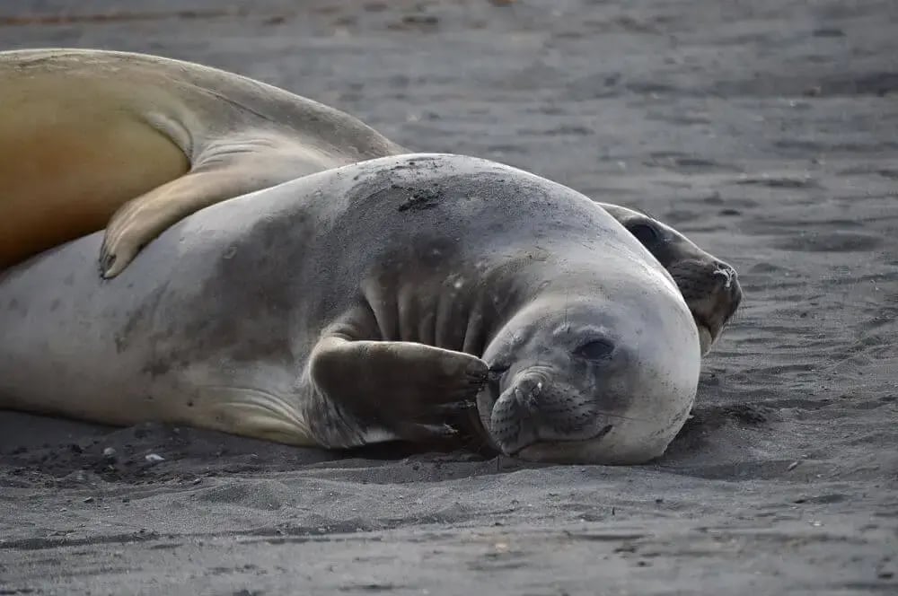 seals_lying_beach_antarctica