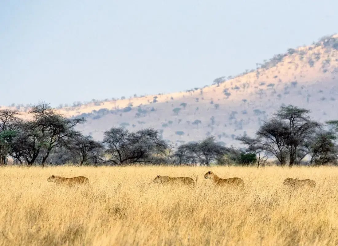 serengeti_lions_unsplash_edinhf-4