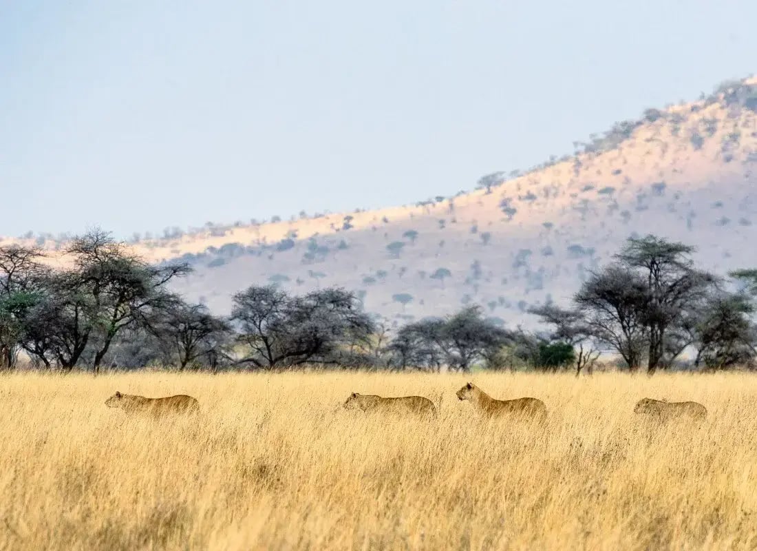 serengeti_lions_unsplash_edinhf-Oct-27-2023-11-50-23-6245-AM