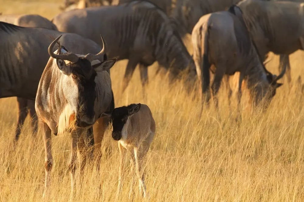 serengeti_wildebeest_migration_pattern_calves