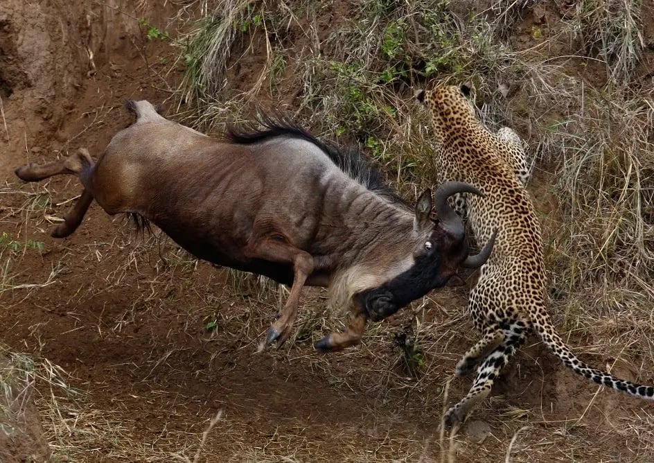 serengeti_wildebeest_migration_pattern_cheetah
