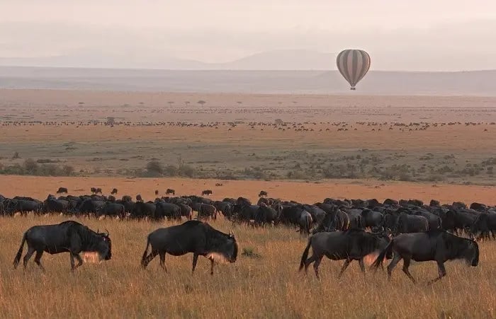 serengeti_wildebeest_migration_pattern_hot_air_balloon