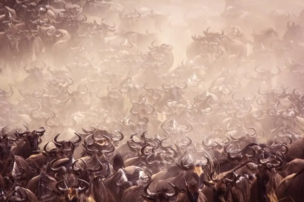serengeti_wildebeest_migration_pattern_kenya_tanzania