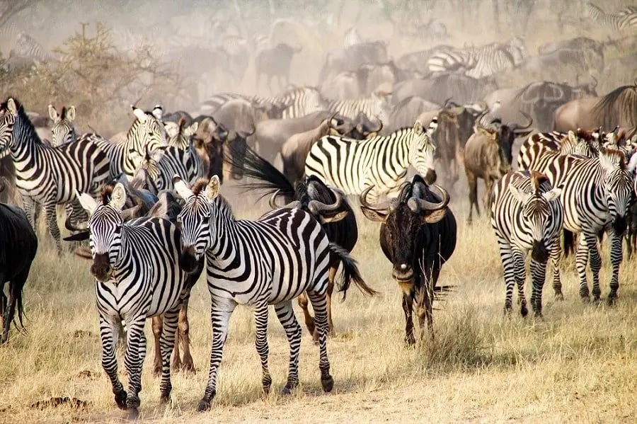 serengeti_wildebeest_migration_pattern_zebra